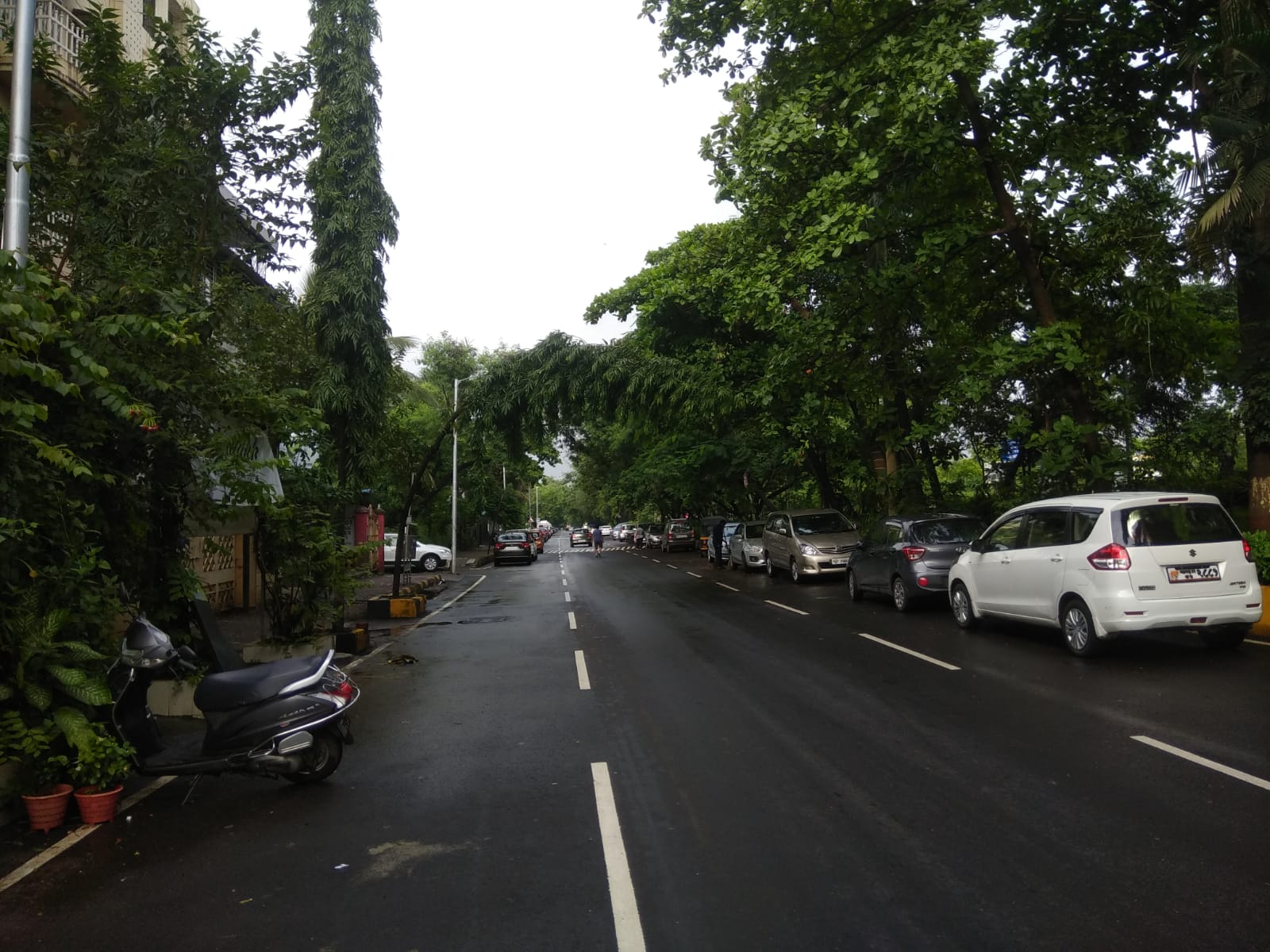 The Global Times | वाशीमधील झाडांची छाटणी धीम्यागतीने